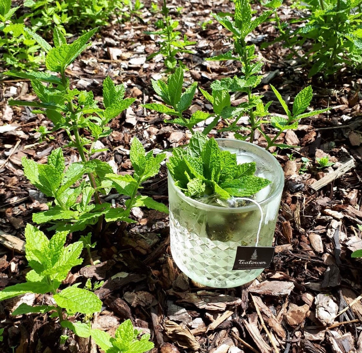Thés et infusions à la menthe  | Teatower